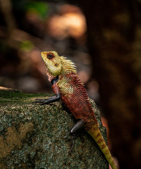 Close-up of an Oriental garden lizard resting on a rock in Visakhapatnam, India.