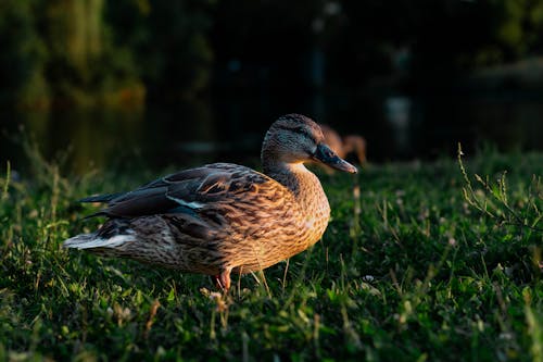 Photos gratuites de canard, fermer, herbe