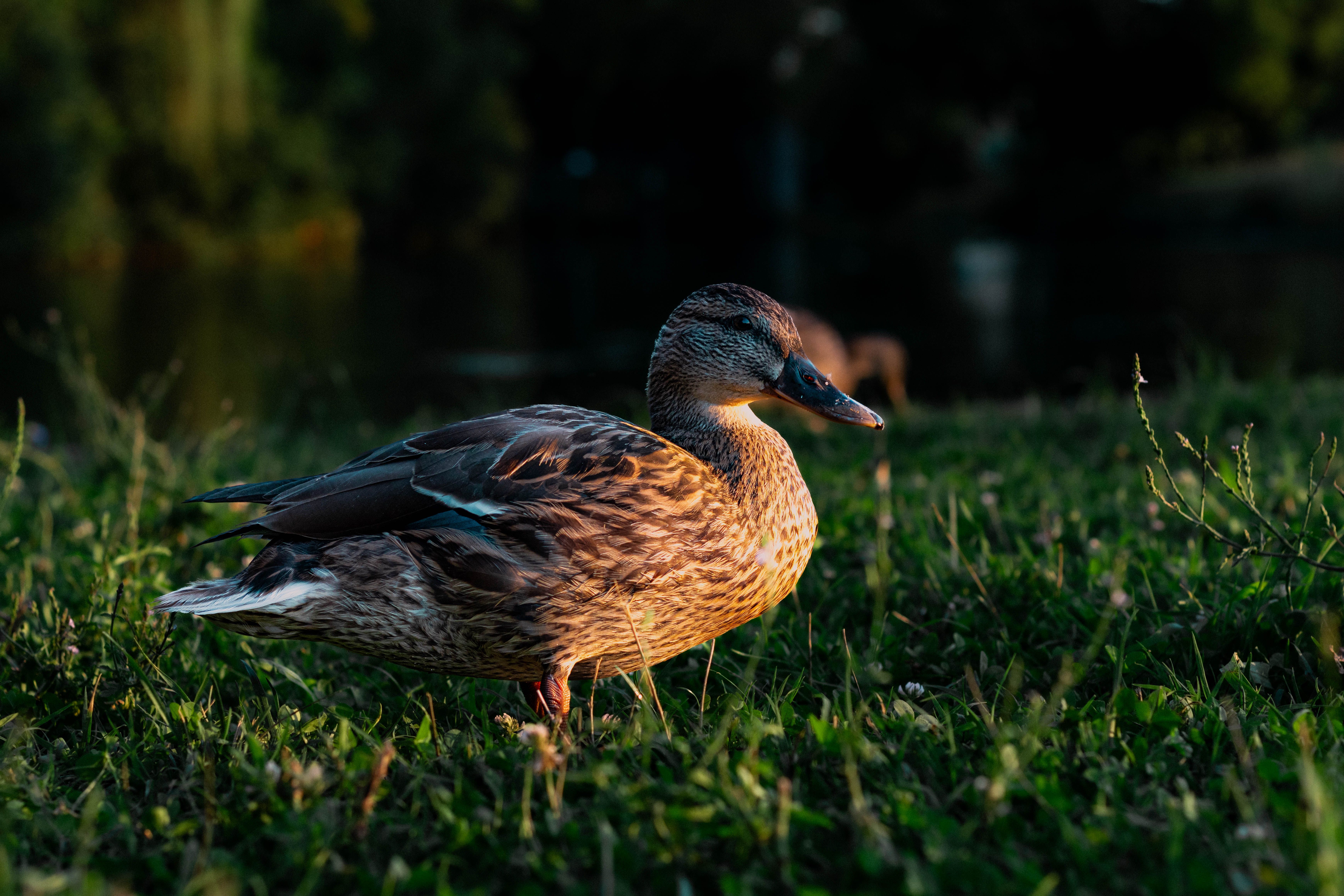 Close up of Duck · Free Stock Photo