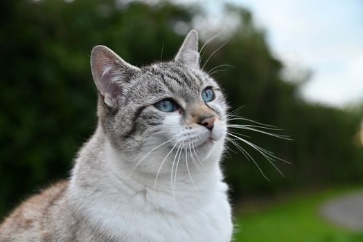 Free stock photo of animal, cat, curiosity