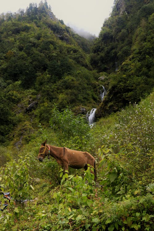 Fotobanka s bezplatnými fotkami na tému dažďový prales, hory, krajina