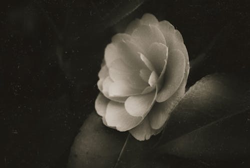 Immagine gratuita di astratto, bianco e nero, fiore