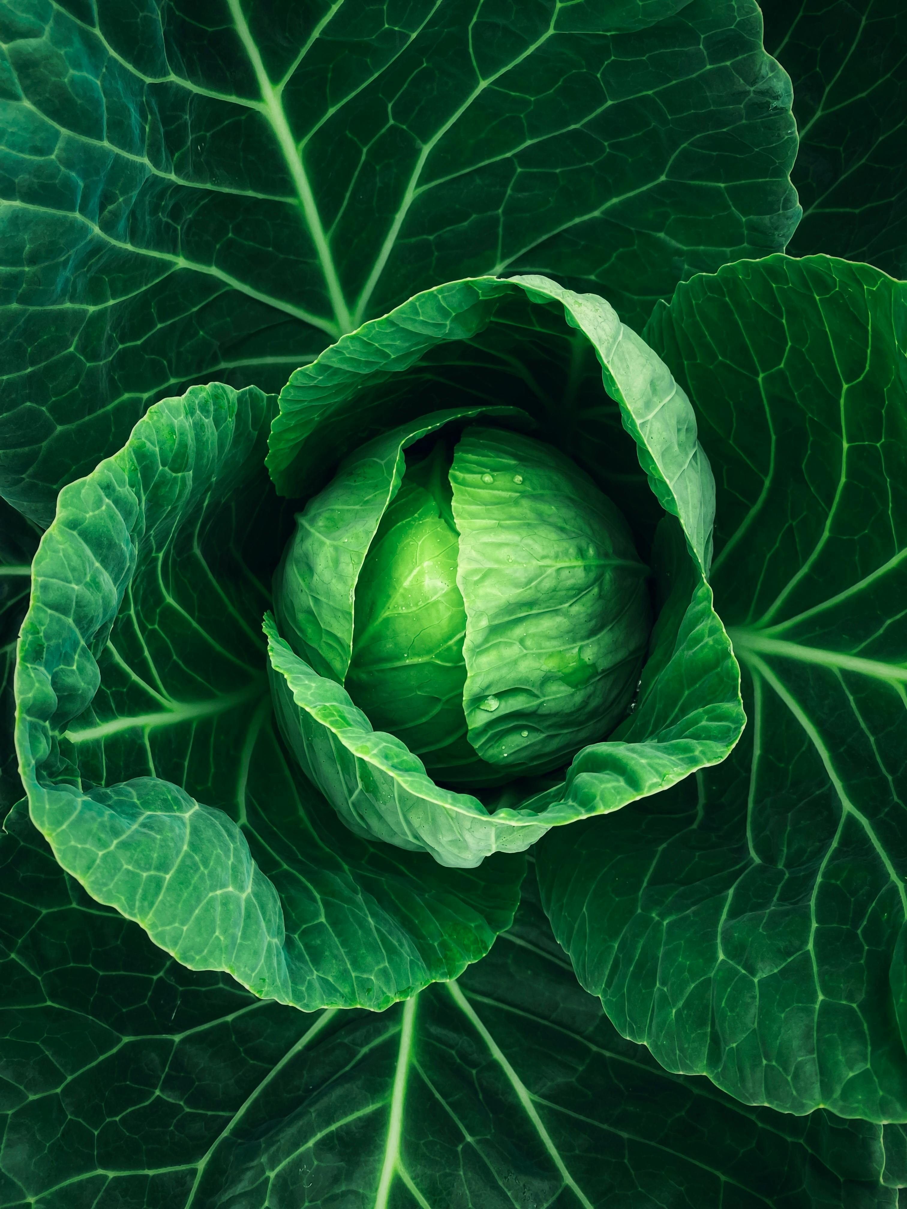 cabbage background / green vegetable on background fresh cabbage in... -  Stock Image - Everypixel