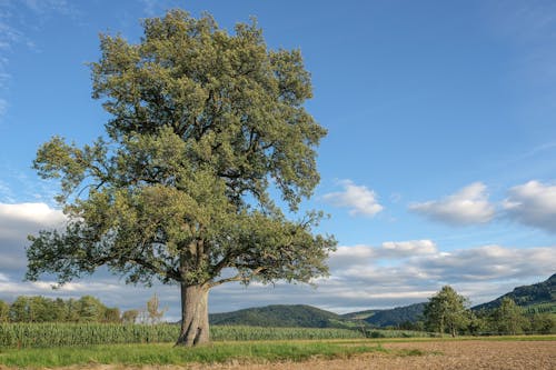 Безкоштовне стокове фото на тему «дерево, зелений, одинокий»