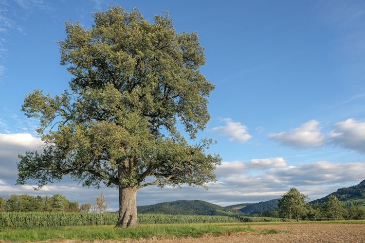 Single Tree Near Field