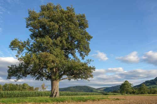 Free A solitary tree stands proudly in a serene rural landscape against a blue sky, epitomizing nature's beauty. Stock Photo