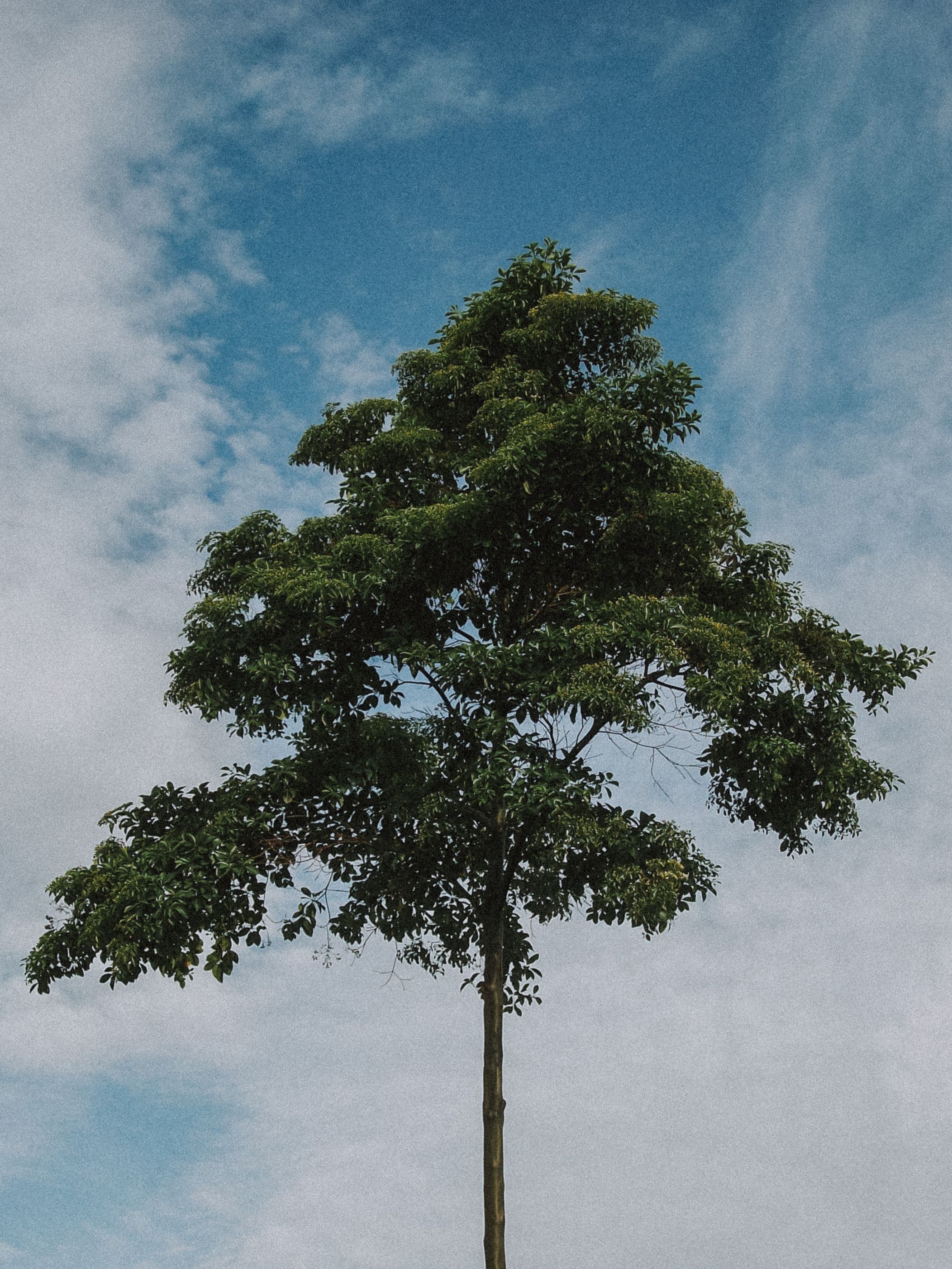 Green Tree against Cloudy Sky · Free Stock Photo