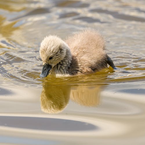 Cygnets Swimming in Water