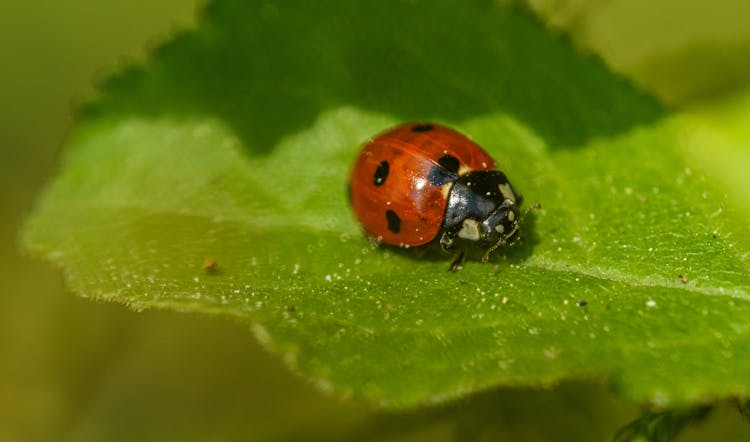 Seven-Spot Ladybird Crawling On A Leaf