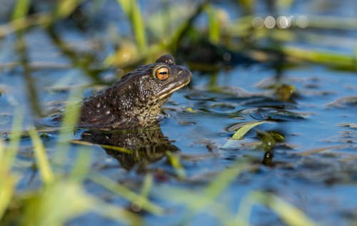 Frog in a Lake