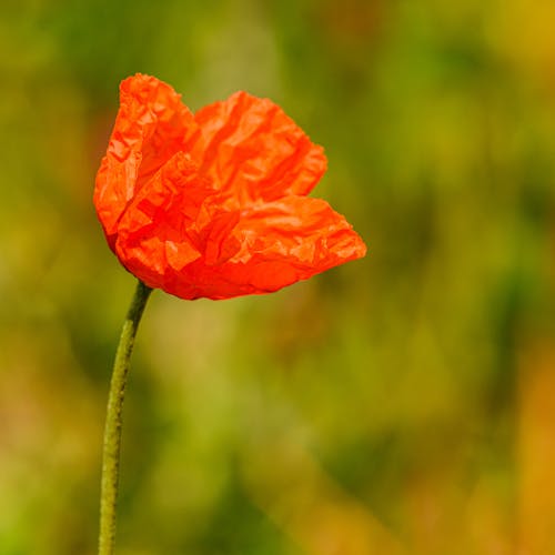 Red Poppy Flower