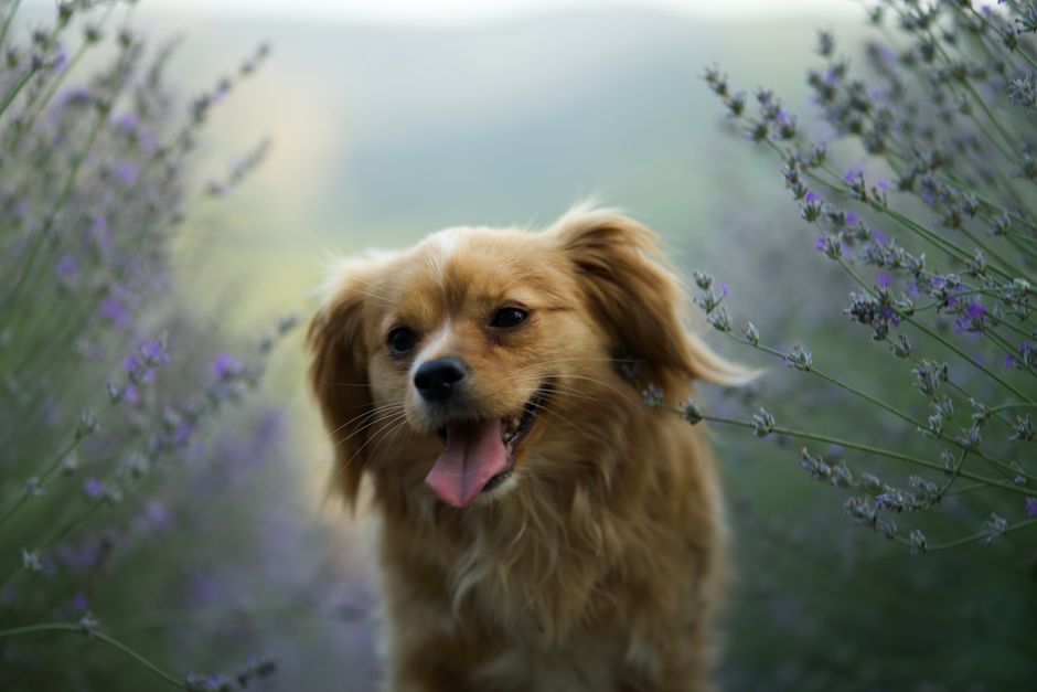 A happy golden dog stands among blooming lavender in a serene outdoor setting.