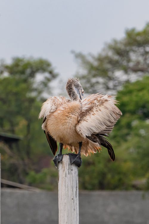 Perching Pelican on Wooden Pole