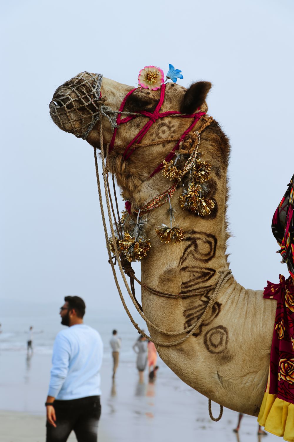 Camel Rambo Standing on Beach · Free Stock Photo