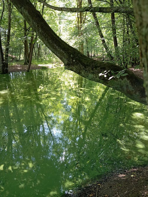 Бесплатное стоковое фото с входное отверстие, зеленое озеро, зеленый