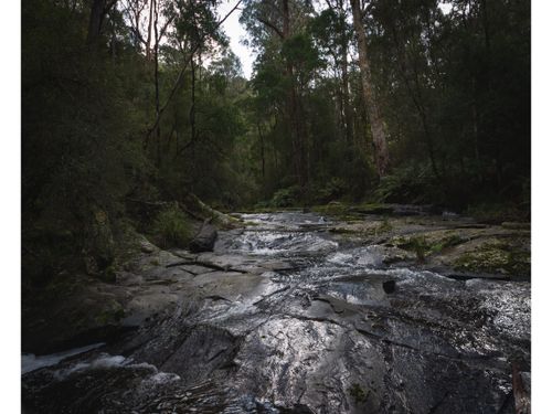 Free A tranquil stream flows gently through a lush green forest, capturing the essence of wilderness. Stock Photo