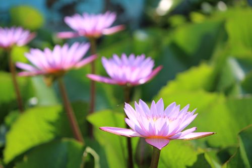 Free Vivid pink lotus flowers blooming in a lush green setting, showcasing nature's beauty. Stock Photo