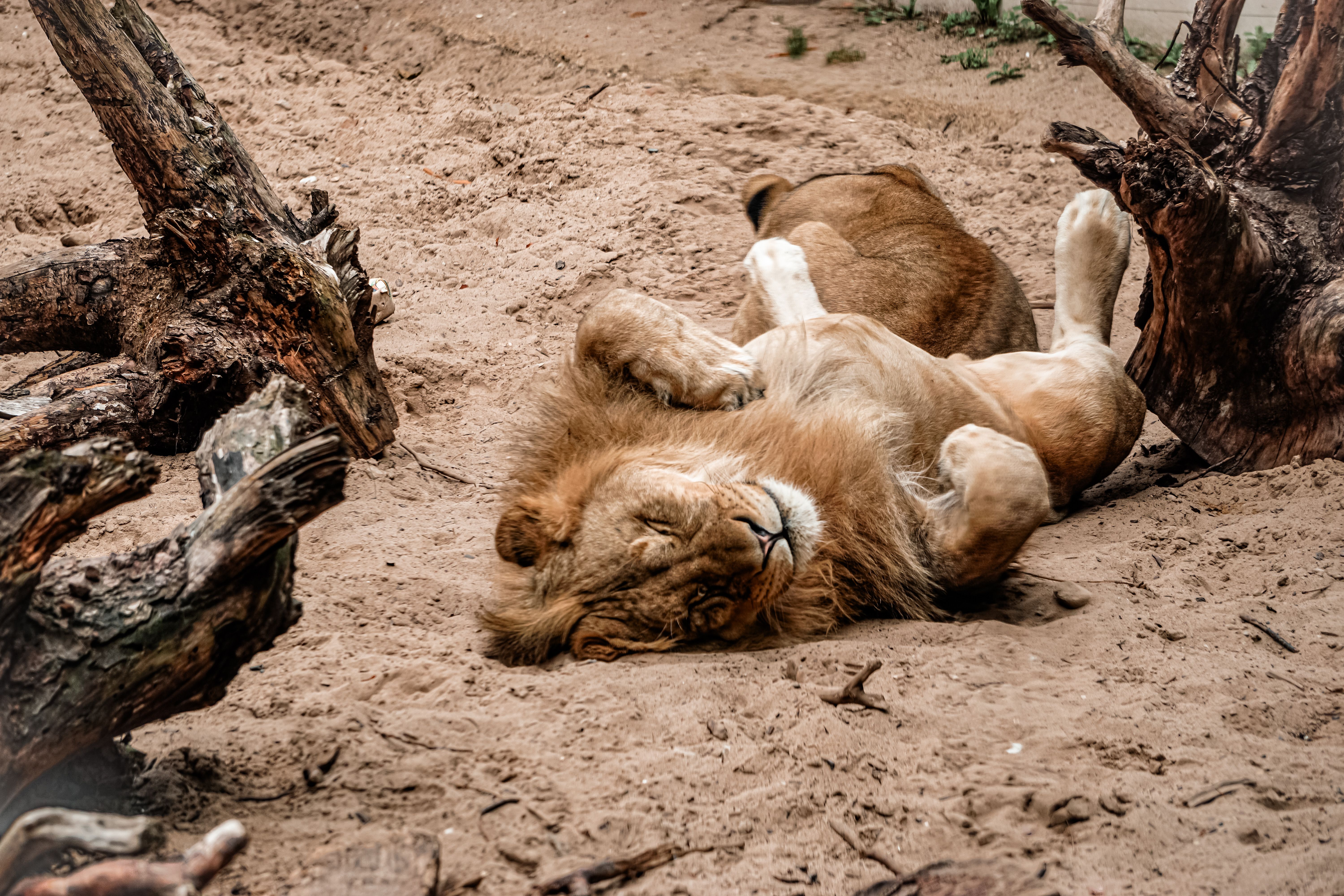 A lion comfortably resting on sand surrounded by trees in a wildlife park.