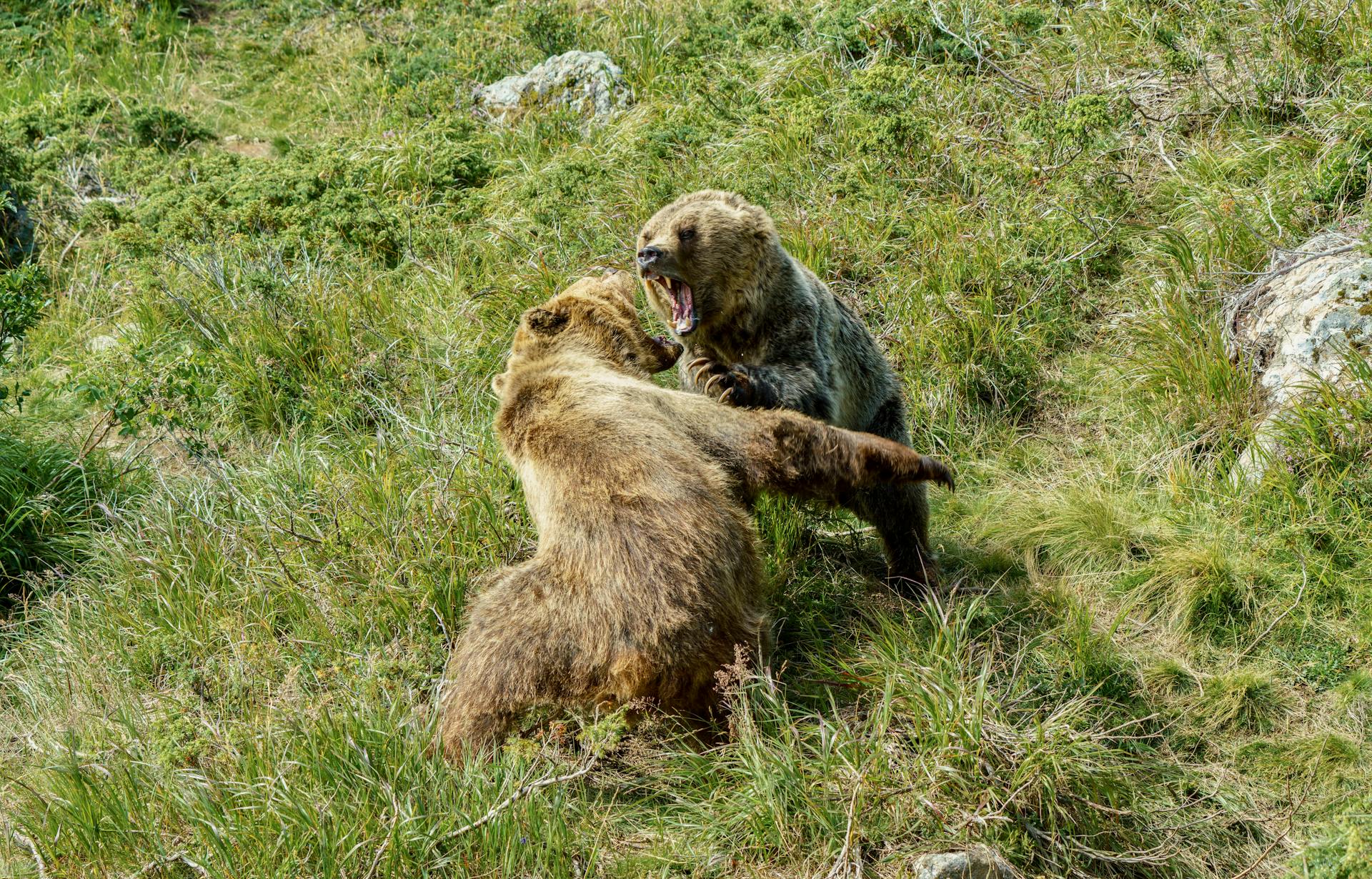 Close up of Fighting Bears Cubs