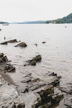 Peaceful shoreline at Windermere Lake with ducks and rocky coast. Ideal for nature and travel themes.