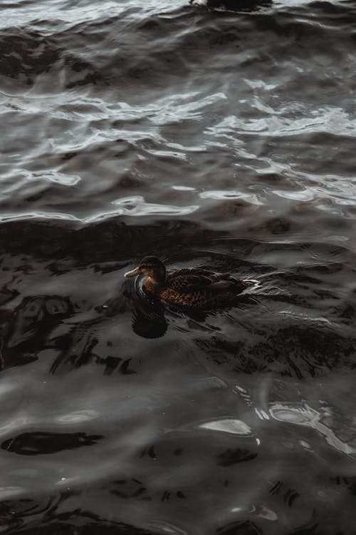 Duck on Water