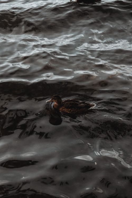Free A tranquil scene of a duck swimming gracefully on the waters of Windermere Lake, England. Stock Photo