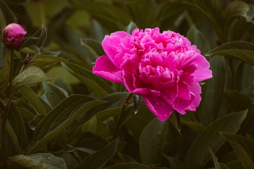 A pink peony flower is in the middle of a green background