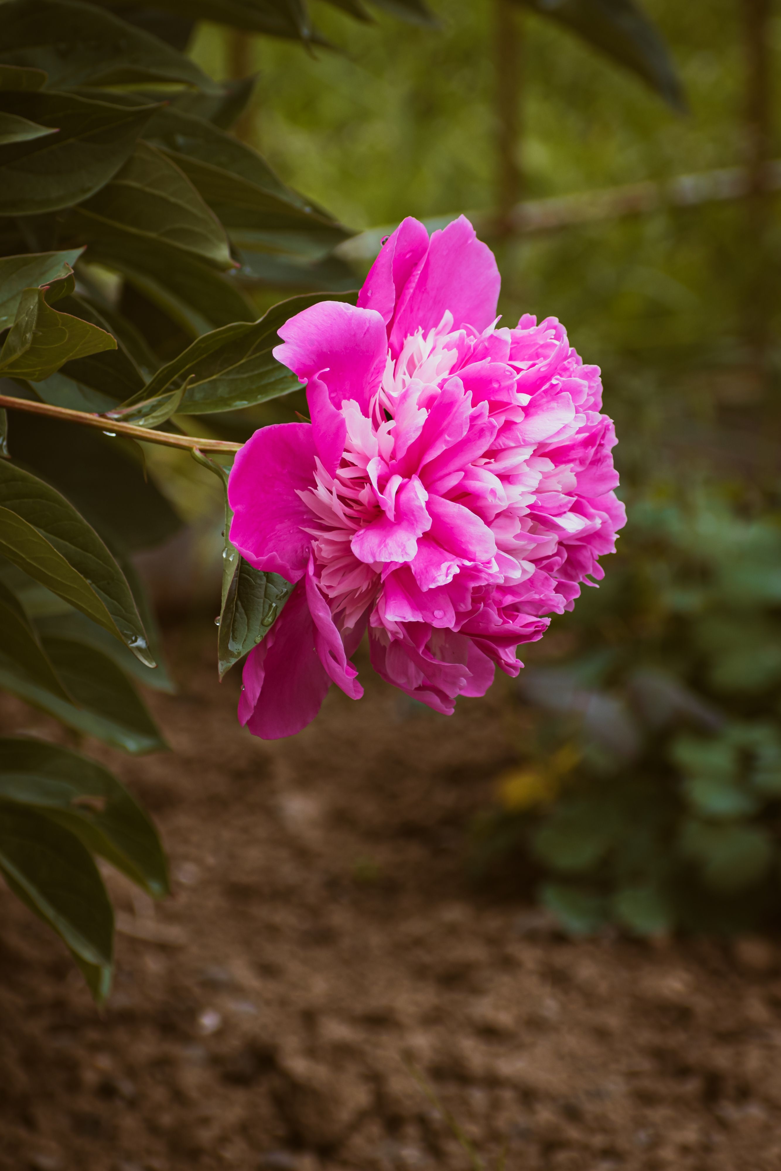 A pink peony flower in a garden · Free Stock Photo