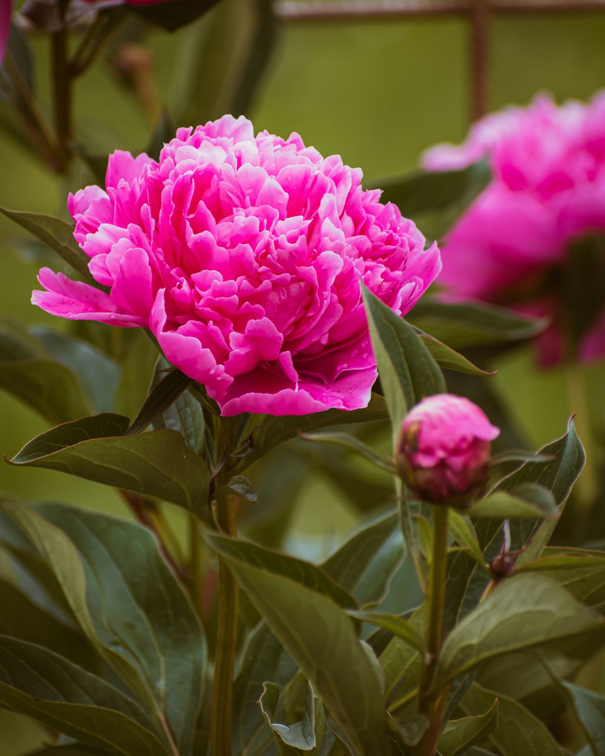A close up of a pink peony flower · Free Stock Photo