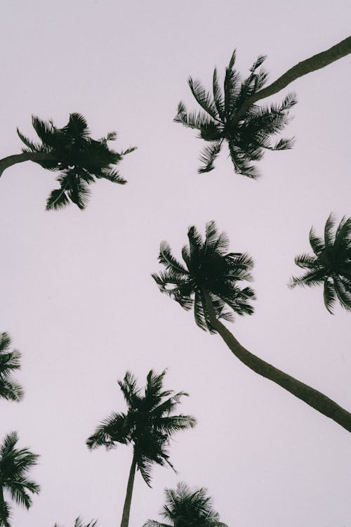 Silhouettes of Coconut Palm Trees against Clear Gray Sky