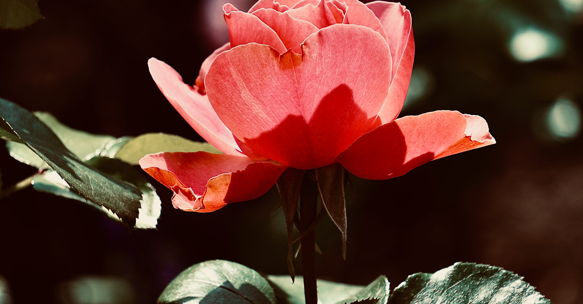 Sunlit Red Roses Sunlit Red Rose Flower Opening Petals · Free Stock Photo