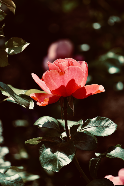 Sunlit Red Roses Sunlit Red Rose Flower Opening Petals · Free Stock Photo