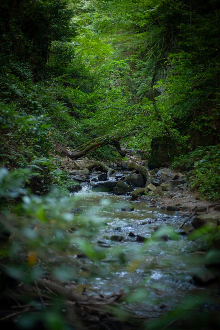 Stream In Deep Forest