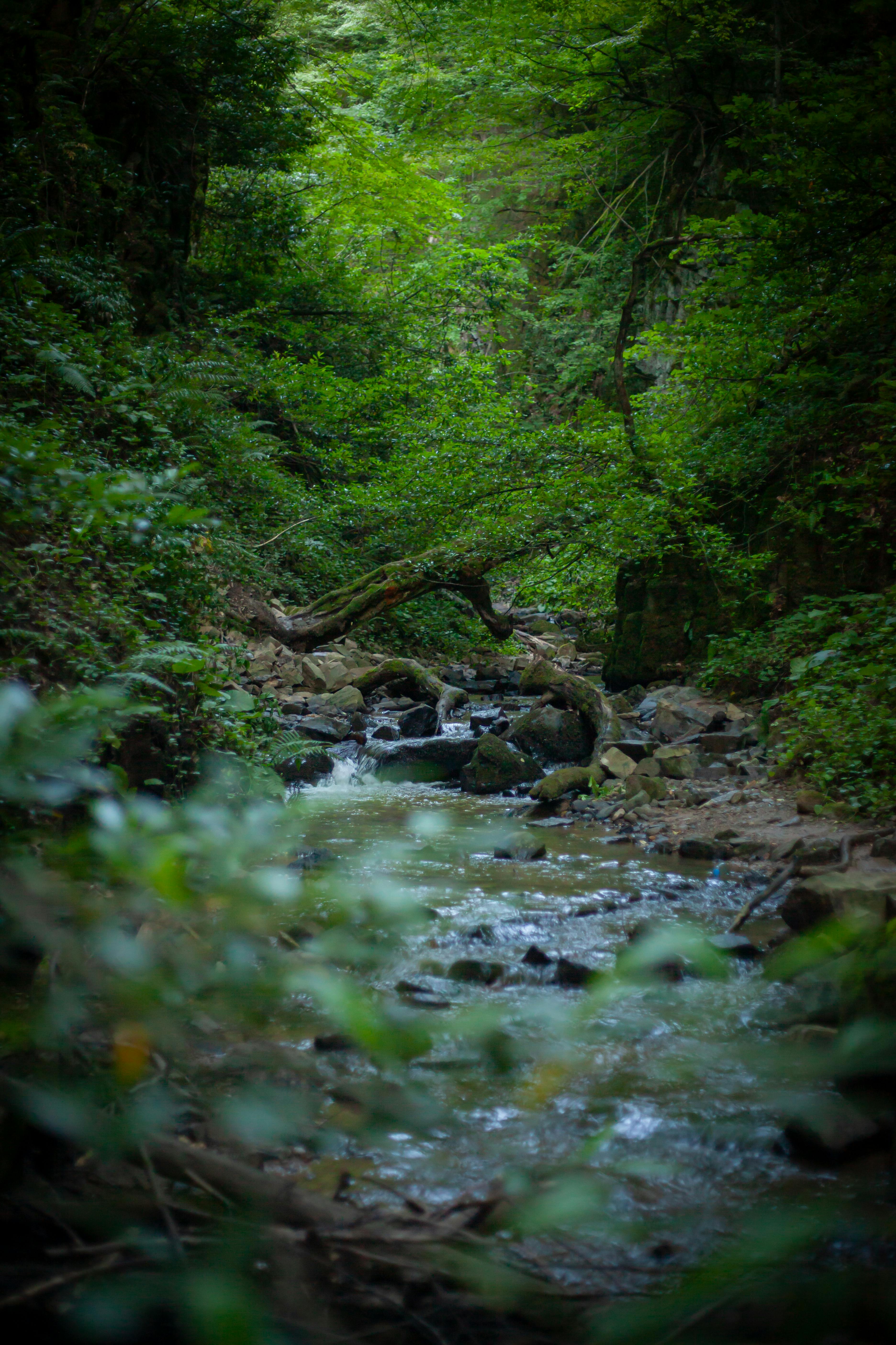 Deep Green Forest With River Free Stock Photo