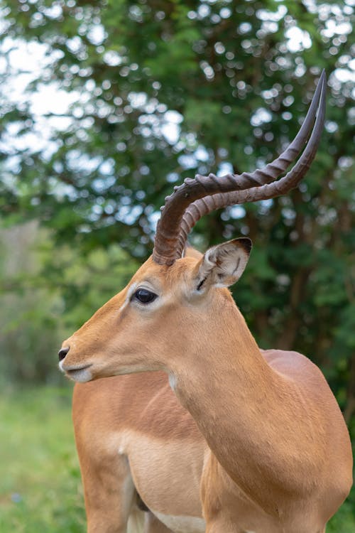 Close-up of an Impala Standing on a Field 