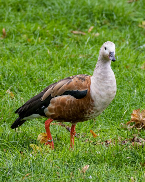 Gratis stockfoto met aarde, detailopname, dierenfotografie