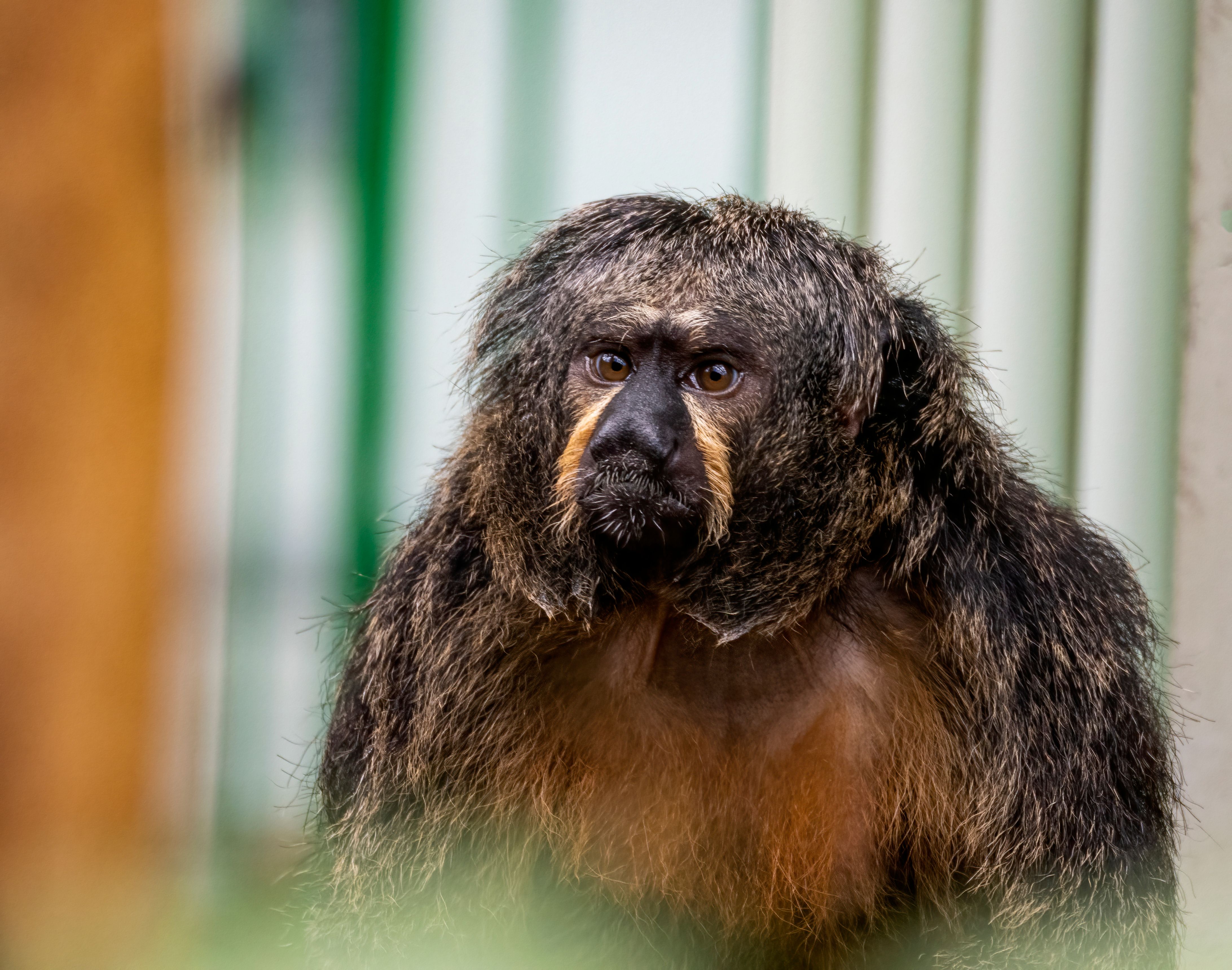 Detailed portrait of a South American Saki monkey with distinct fur texture.