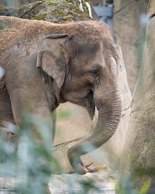 Gratis stockfoto met Afrikaans, dierenfotografie, groot