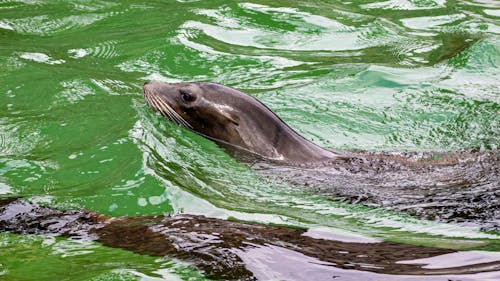 Close up of Swimming Seals