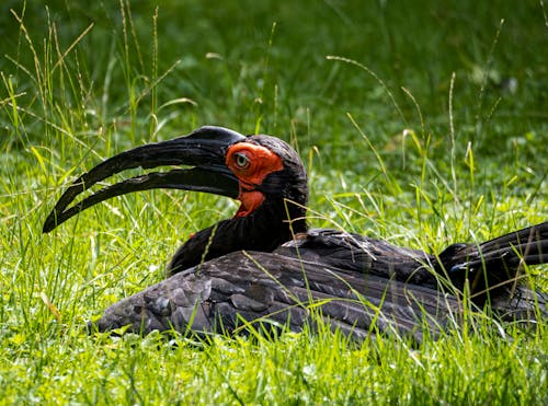 Imagine de stoc gratuită din a închide, carnea de sol din sol, fotografie cu animale sălbatice