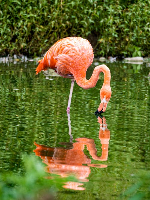 Flamingo Drinking Water