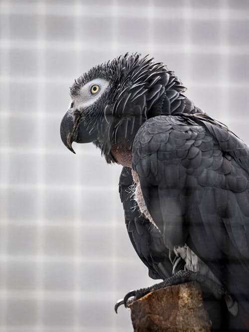 Close up of Grey Parrot