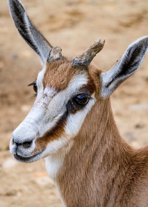 Free Detailed close-up of a gazelle showcasing its distinct features in a natural setting. Stock Photo