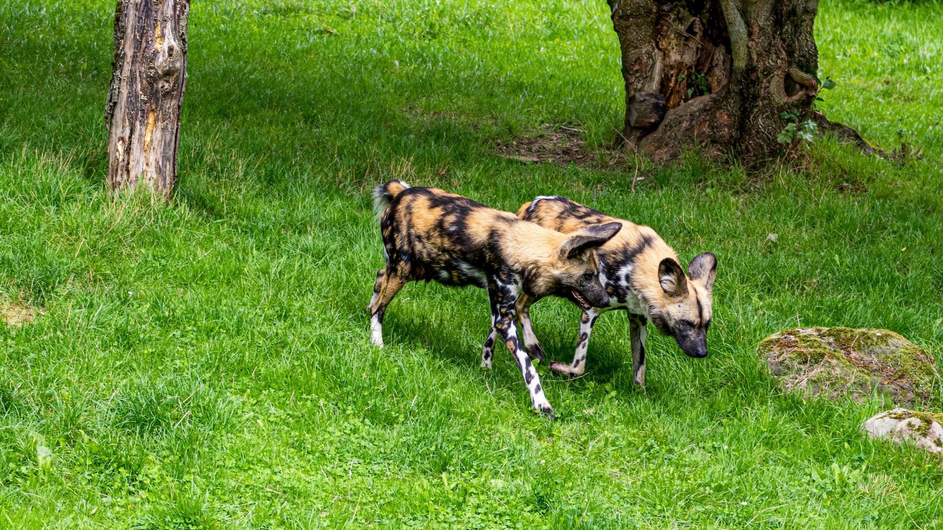 African Wild Dogs