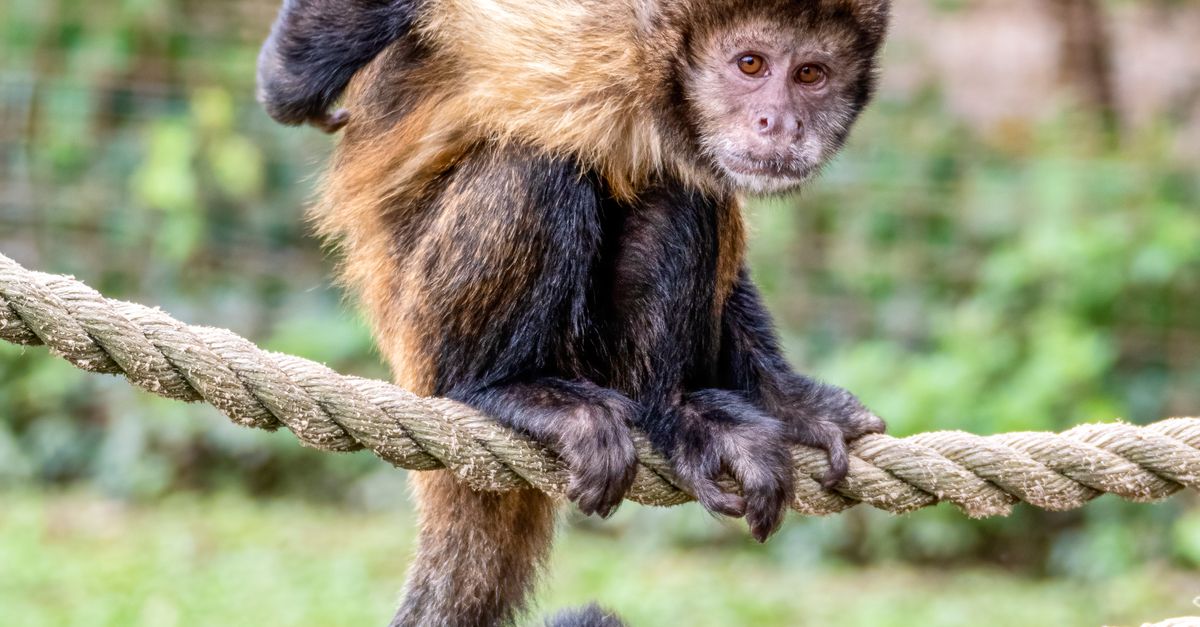 Primate Ropes Cute Capuching Sitting on Rope in Zoo · Free Stock Photo