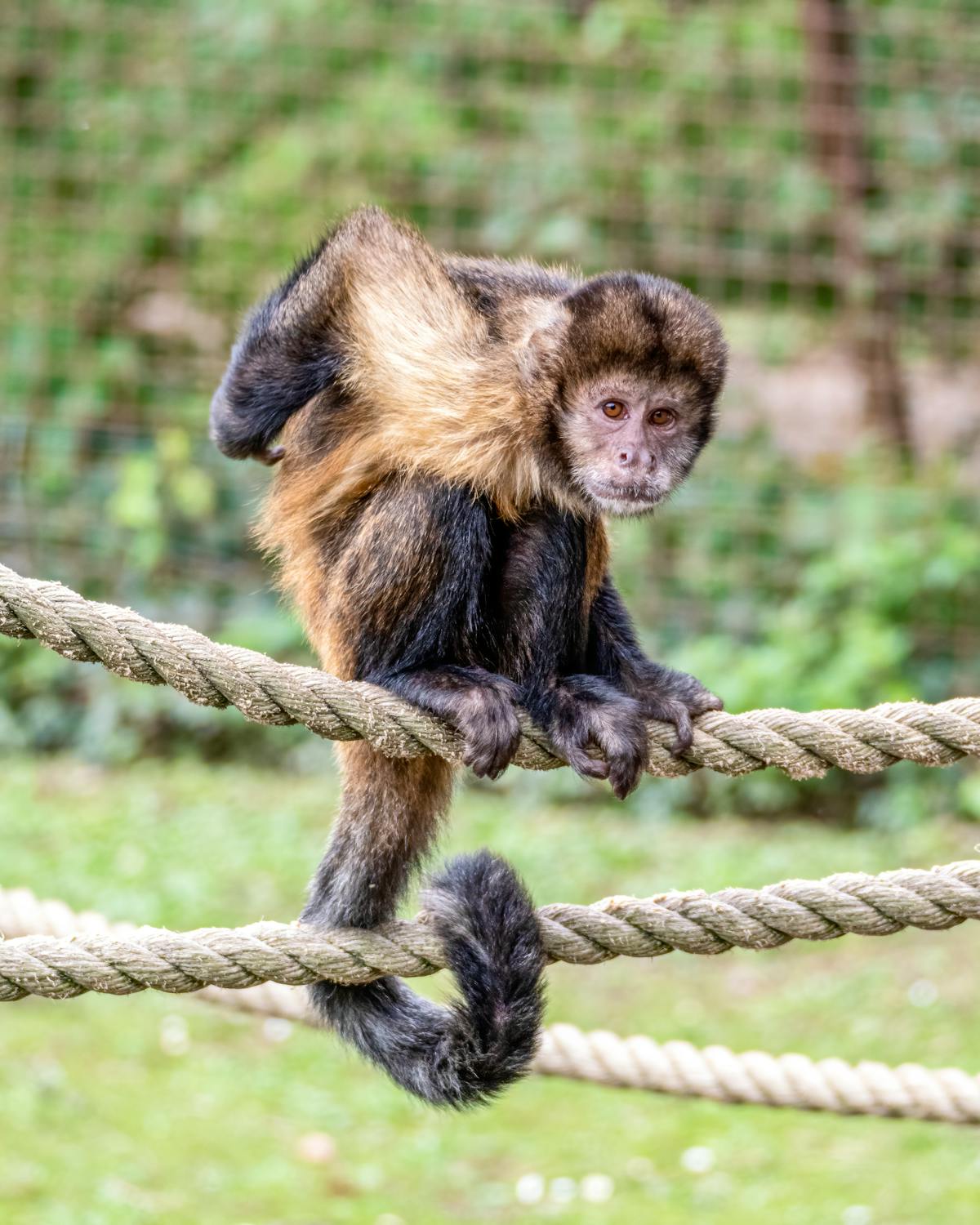 Capuchin Monkeys in a Zoo · Free Stock Photo