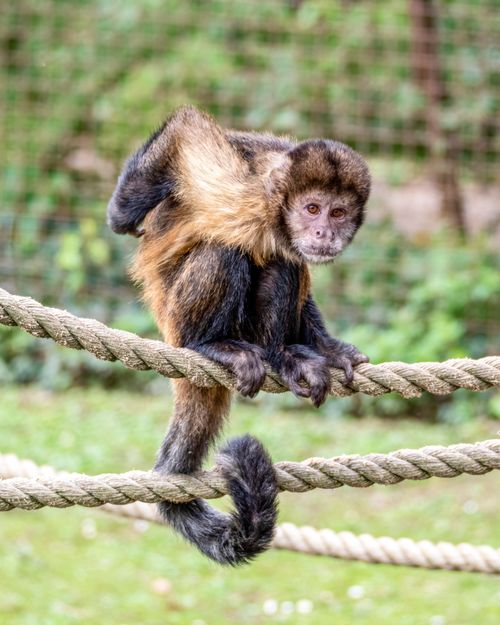 Free Adorable capuchin monkey skillfully balancing on ropes in a zoo environment. Stock Photo