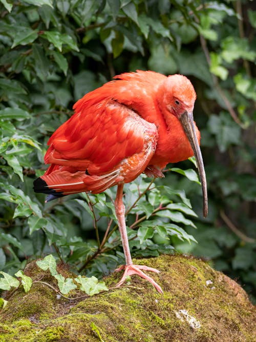 Základová fotografie zdarma na téma červený pták, exotický, fotografie divoké přírody