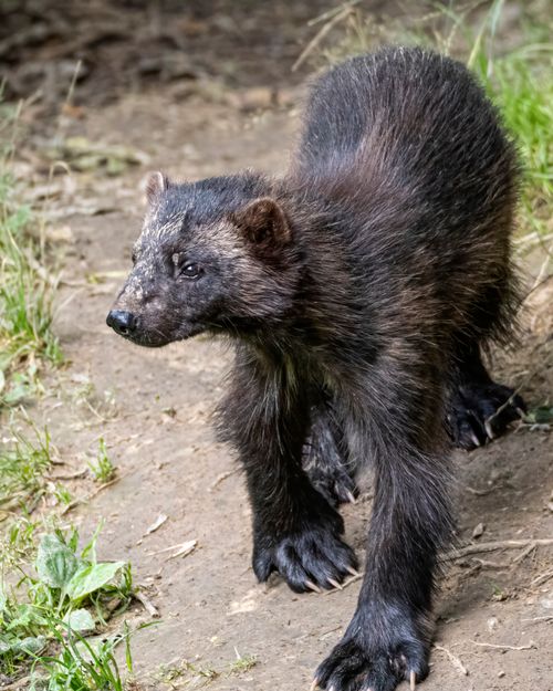 Free A wolverine walking through a forest area, showcasing its powerful build and distinctive fur. Stock Photo