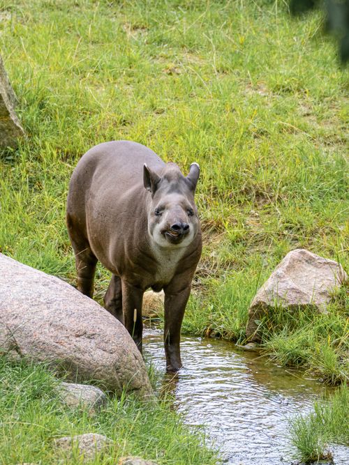 Free Close-up of a tapir in a grassy field beside a small stream, captured outdoors. Stock Photo